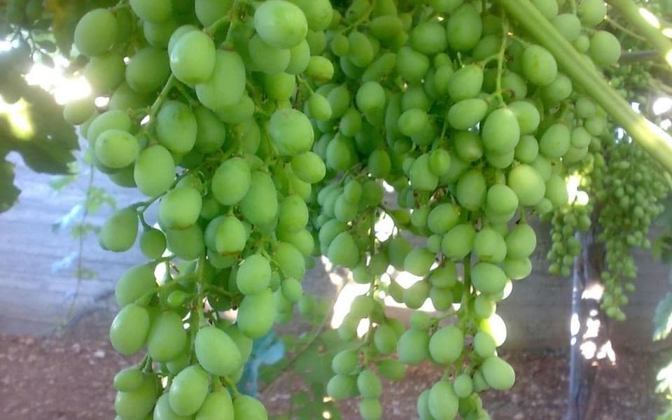 Foto por Charito Peraza