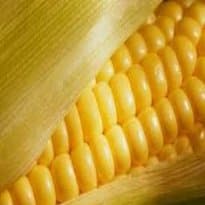 Milho saboroso