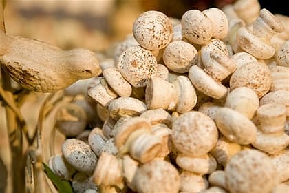 Cogumelos de suspiro