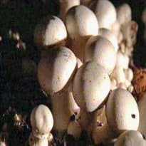 Trouxinhas de cogumelo do Bom Dia Brasil