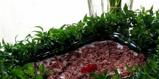 Charlote de Chocolate