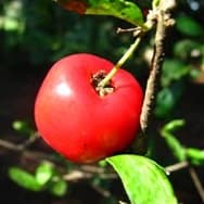 Receitas com Acerola