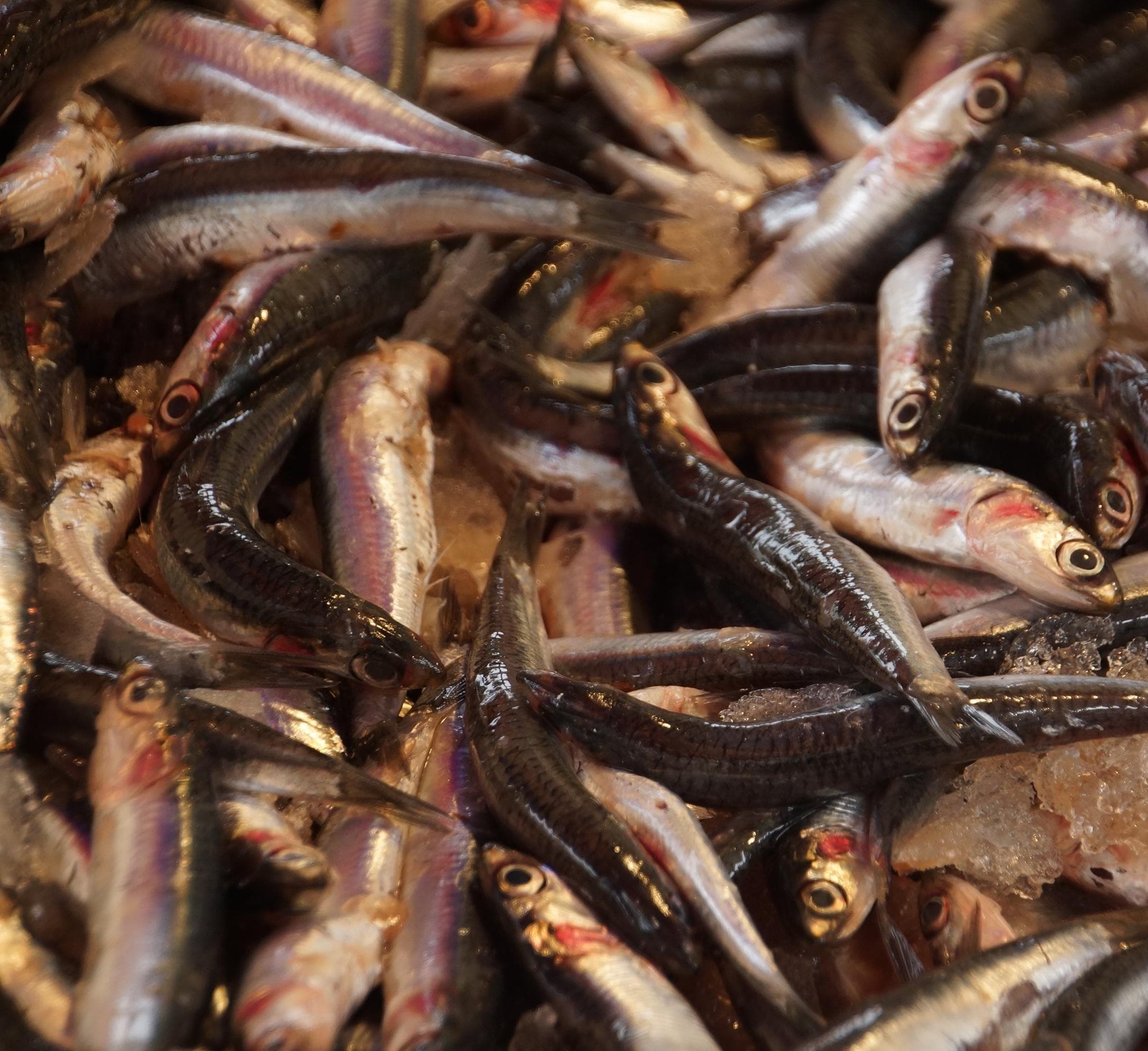 Receitas com Anchova