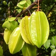 Receitas com Carambola