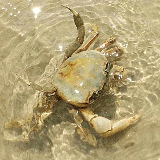 Receitas de Caranguejo