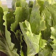 Receitas com Chicória