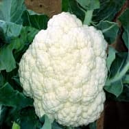 Receitas com Couve-flor