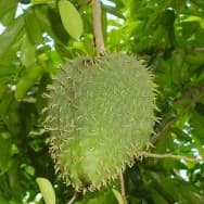 Receitas com Graviola