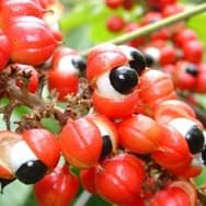 Receitas com Guaraná