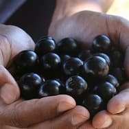 Receitas com Jabuticaba