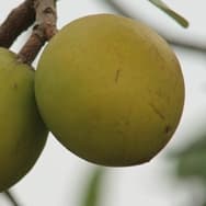 Receitas com Mangaba