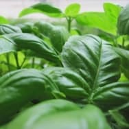 Receitas com Manjericão