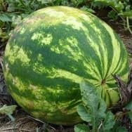 Receitas com Melancia