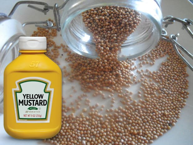 Receitas com Mostarda