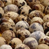 Receitas com Ovo de codorna