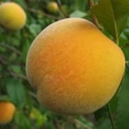 Receitas com Pêssego