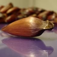 Receitas com Pinhão