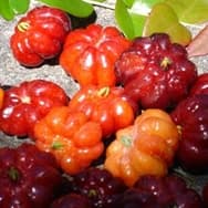 Receitas com Pitanga