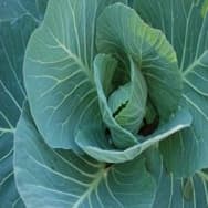 Receitas com Repolho