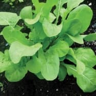 Receitas com Rúcula