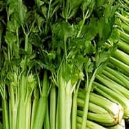 Receitas com Salsão